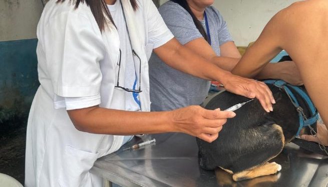 Maresias recebe vacinação animal nesta sexta-feira na Rua do Forno