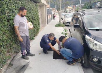 Vila Amélia recebe plantio de espécies nativas em ação do Programa de Arborização Urbana