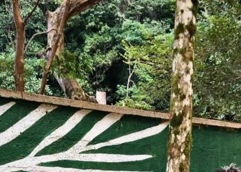 Murais botânicos de Yara Amaral unem arte e sustentabilidade em São Sebastião