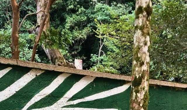 Murais botânicos de Yara Amaral unem arte e sustentabilidade em São Sebastião