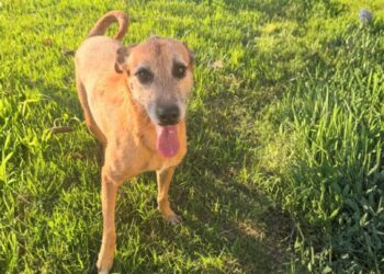 CCZ promove ciclo de palestras sobre saúde pública e bem-estar animal com associações de bairro