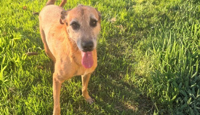 CCZ promove ciclo de palestras sobre saúde pública e bem-estar animal com associações de bairro