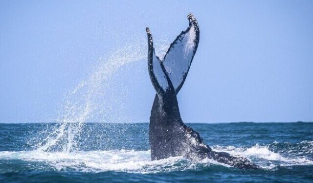 Turismo de São Sebastião vence Prêmio AMVALE com Programa de Avistamento Responsável de Baleias e Outros Cetáceos