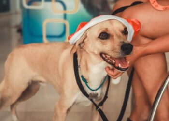 PATA contabiliza recorde de atendimentos de diferentes especialidades durante 2025