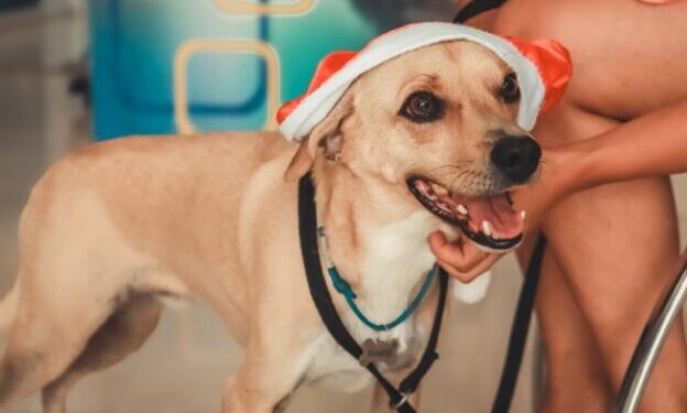 PATA contabiliza recorde de atendimentos de diferentes especialidades durante 2025