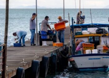 Defeso do camarão tem início na quarta-feira e Prefeitura de São Sebastião reforça ações de conscientização
