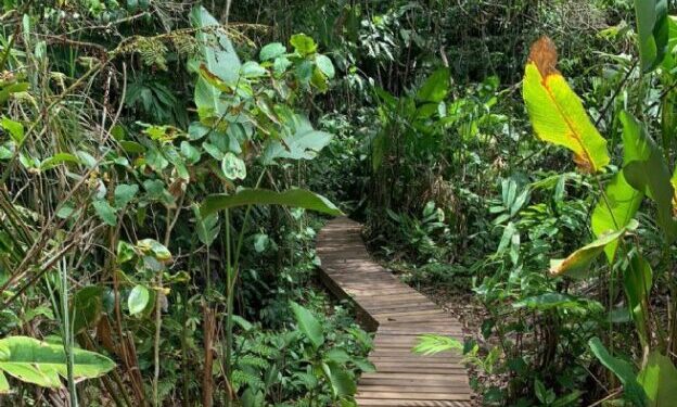 Trilha da Praia Brava de Boiçucanga é reaberta após revitalização e melhorias estruturais