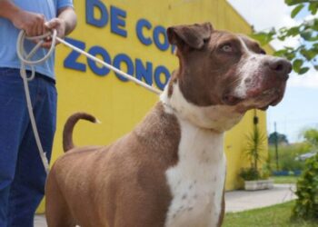 Prefeitura de São Sebastião realiza novo resgate de cão vítima de maus-tratos e fortalece política permanente de proteção animal
