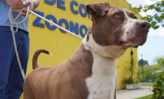 Prefeitura de São Sebastião realiza novo resgate de cão vítima de maus-tratos e fortalece política permanente de proteção animal