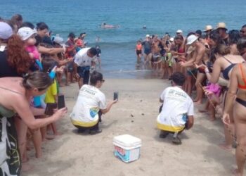 Quatro filhotes de tartaruga-cabeçuda nascem na Praia de Paúba, em São Sebastião
