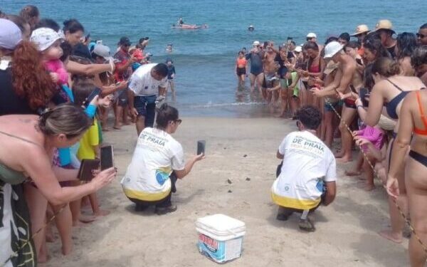 Quatro filhotes de tartaruga-cabeçuda nascem na Praia de Paúba, em São Sebastião