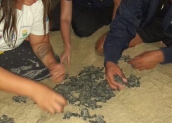Ninho com 88 filhotes de tartarugas-cabeçudas é encontrado em nova ocorrência na Praia de Paúba