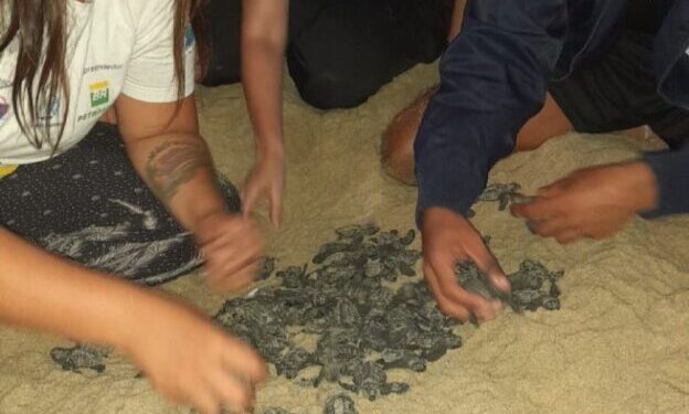 Ninho com 88 filhotes de tartarugas-cabeçudas é encontrado em nova ocorrência na Praia de Paúba