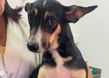 Prefeitura de São Sebastião realiza feira de adoção de animais na Praça do Coreto nesta sexta