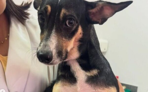 Prefeitura de São Sebastião realiza feira de adoção de animais na Praça do Coreto nesta sexta