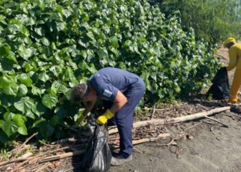 Prefeitura remove 924 kg de resíduos do Mangue do Colhereiro e reforça preservação