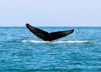  Prefeitura leva à 1ª Baleia Week programação voltada à educação ambiental e cultura oceânica
