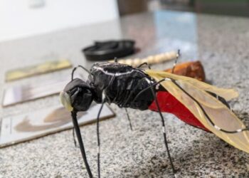 Prefeitura lança projeto para formar alunos multiplicadores na prevenção ao Aedes aegypti