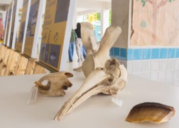 Escola de Cambury realiza Semana do Meio Ambiente com foco na Mata Atlântica e educação ambiental