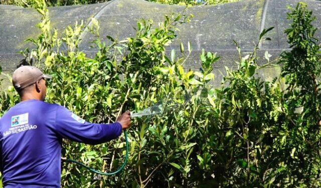Prefeitura de São Sebastião recebe cerca de 1.300 mudas de espécies raras em compensação ambiental