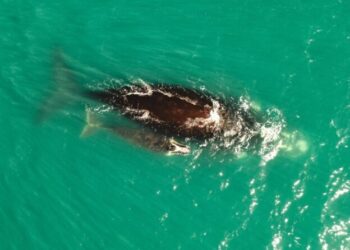 Passeio de barco em São Sebastião proporciona raro avistamento de baleia-franca-austral e filhote