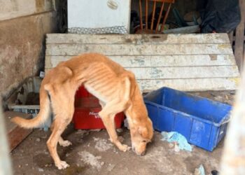 CCZ atua em ação integrada contra maus-tratos e inicia recuperação de animais resgatados