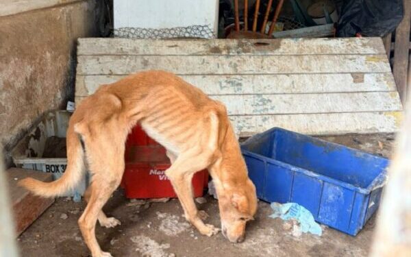 CCZ atua em ação integrada contra maus-tratos e inicia recuperação de animais resgatados