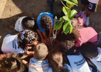 Prefeitura leva plantio de pau-brasil às escolas de São Sebastião em ação de educação socioambiental