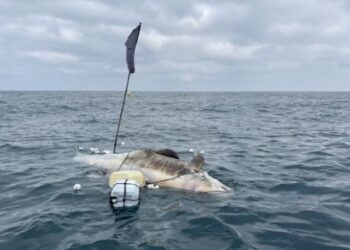 Instituto Argonauta realiza necropsia de pseudorca encontrada morta em alto mar em base de São Sebastião