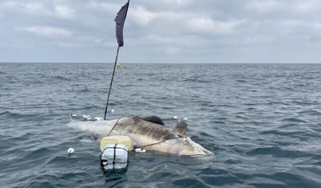Instituto Argonauta realiza necropsia de pseudorca encontrada morta em alto mar em base de São Sebastião